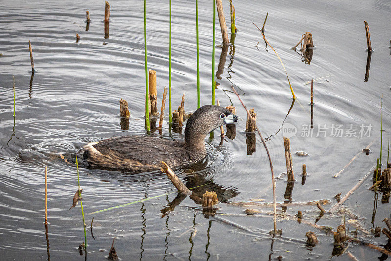 各种各样的喙grebe, pid -billed grebe, American dabchick。